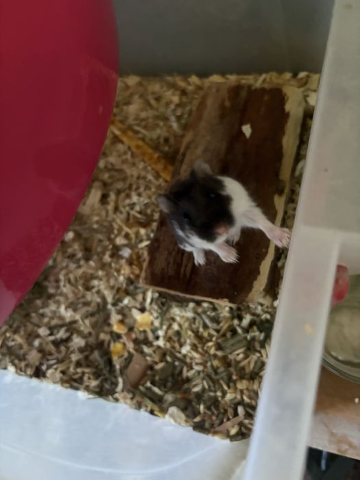 Hamsteri pitici