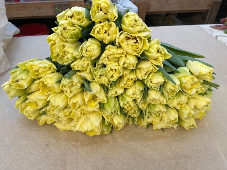 Тюльпаны крупные по 700тг