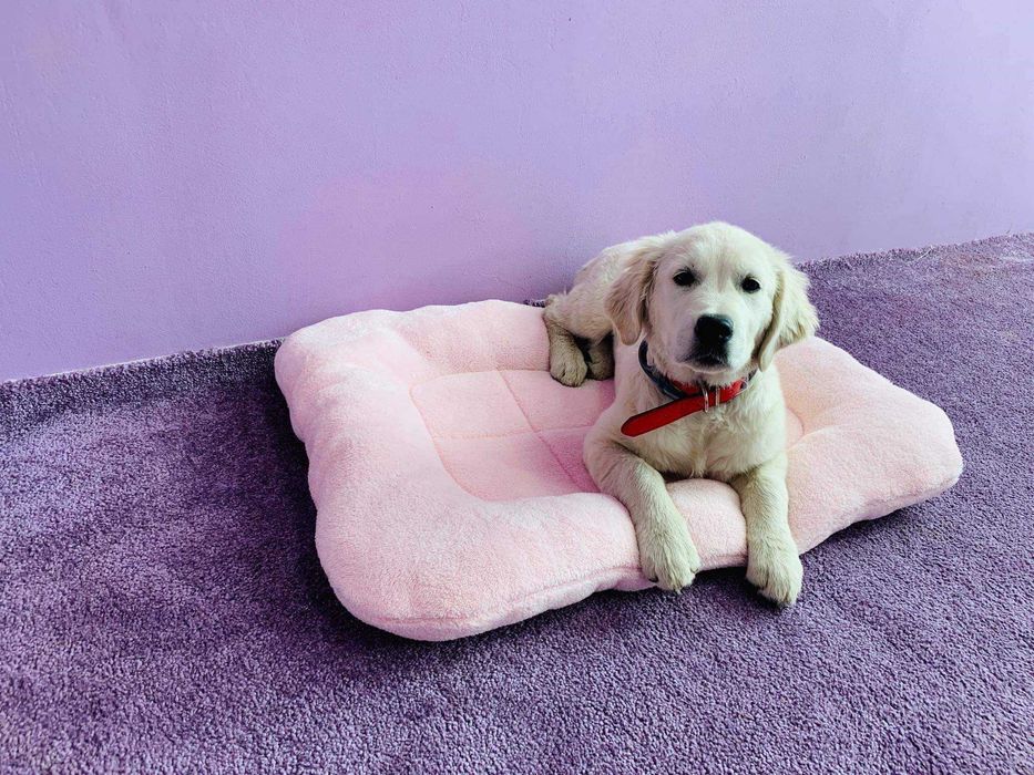 Плюшено легло за куче , кохавлия