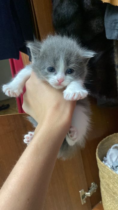 Отдам котенка,девочка 1 месяц.