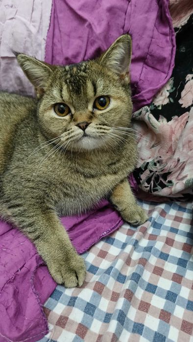 Кошечки Флойд и страйд