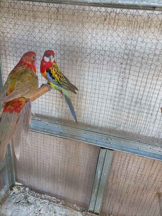 Попугаи разных.пароды