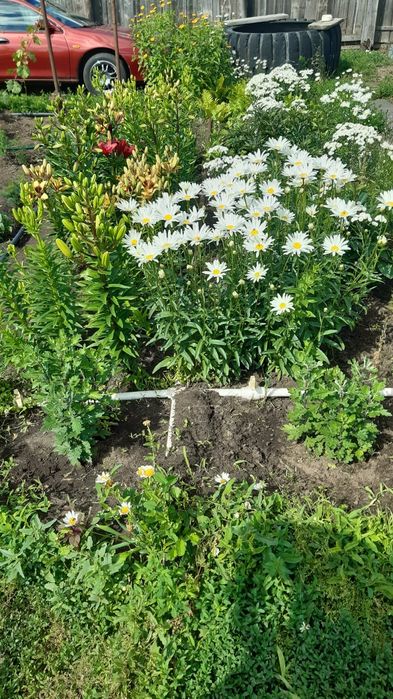 Продам дачу 17 маршрут 1общество