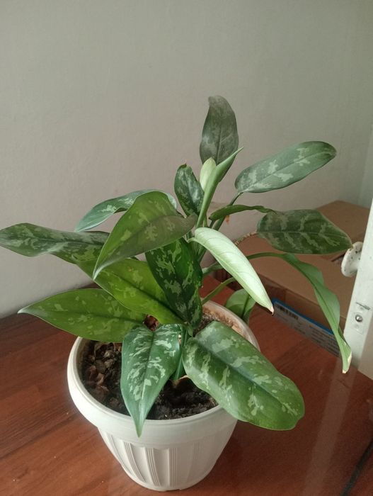 Домашние Цветы...