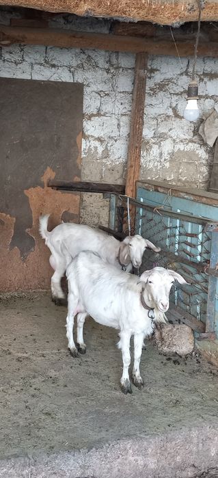 Хакикий зотдор эчкилар