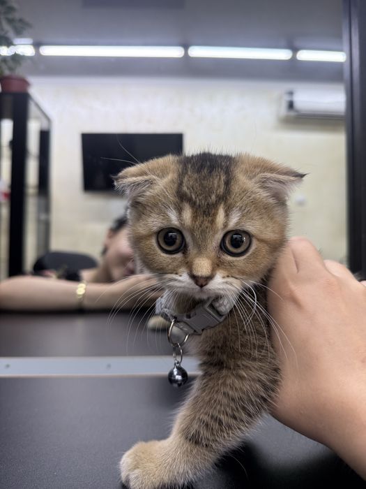 80$ вислоухая кошечка