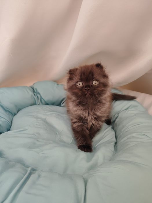 Продаются котята