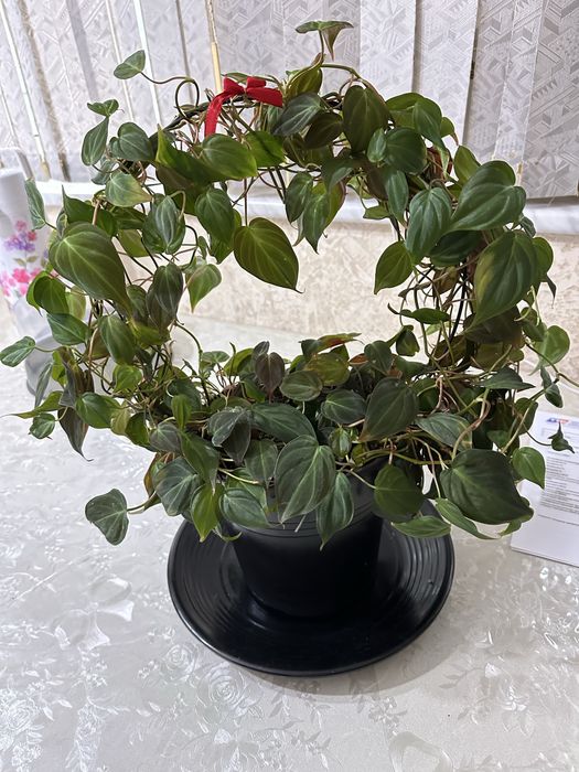 Продается Комнатное растение