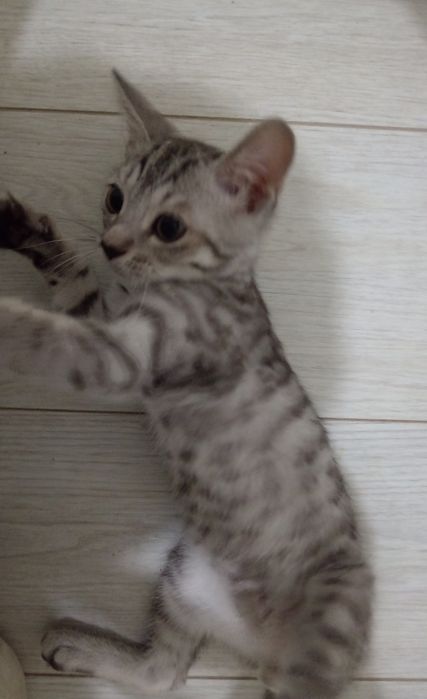 продаётся котенок