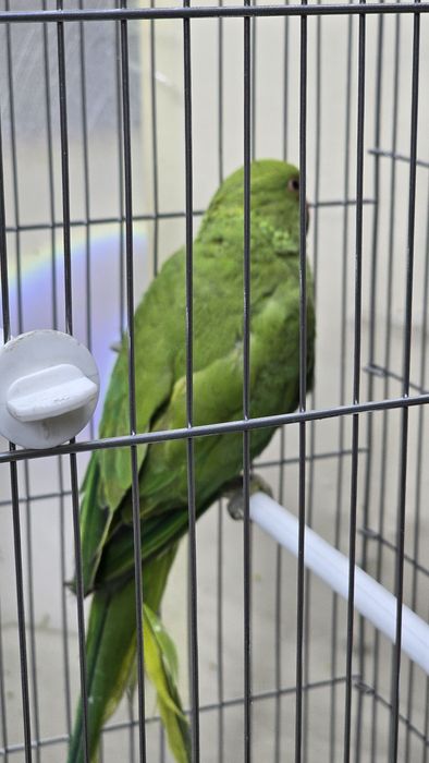 Ожереловый попугай