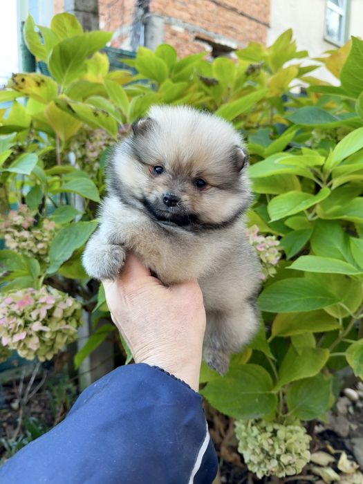 Померан мини момче. Померанче