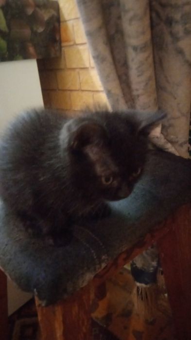 Котята, бесплатно