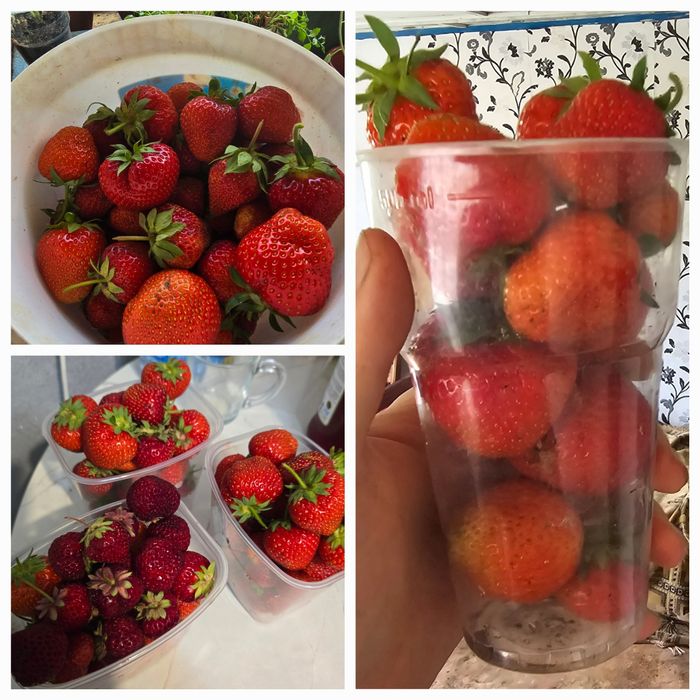 Продам рассаду клубники