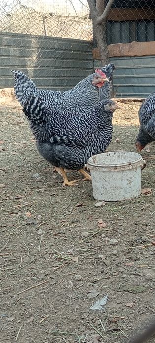 Амрокс германский ления қораздар