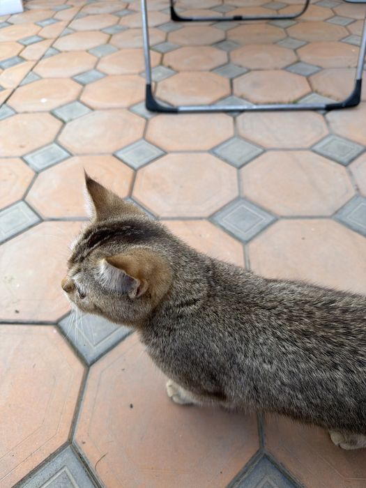 Мушук сотилади узимники уй аллергиям кийнавоти ушанчун сотвоман