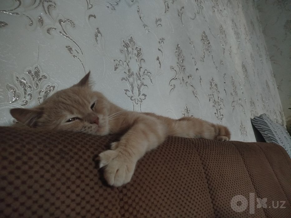 Отдам в хорошие руки Кота Лиловый Британец