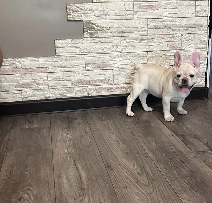 Шикарный мальчик ждёт девочек на вязку