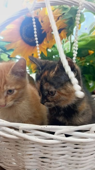 Котята в добрые ручки