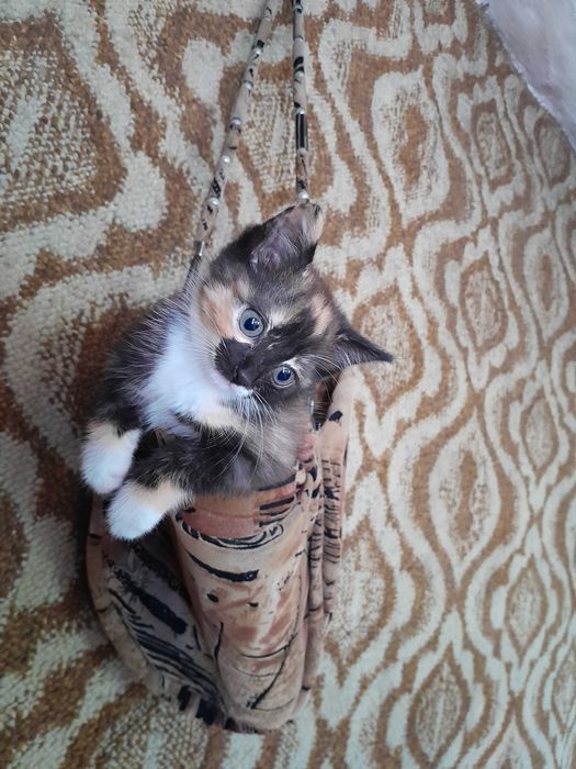 Отдам Котёнка (девочка) в добрые руки
