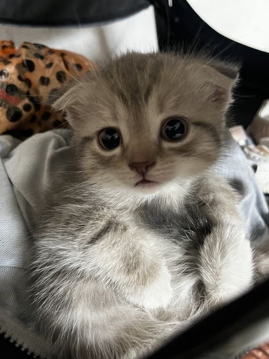 Котенок девочка