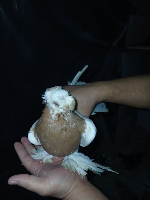 Голубы под сеточние