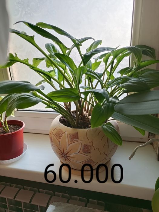 Продам свои комнатные растения