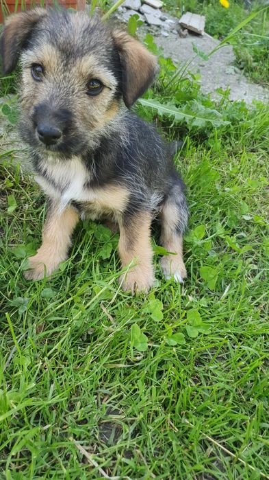 Ofer spre adopție cățelușă, metiș din rasa Airedale Terrier.