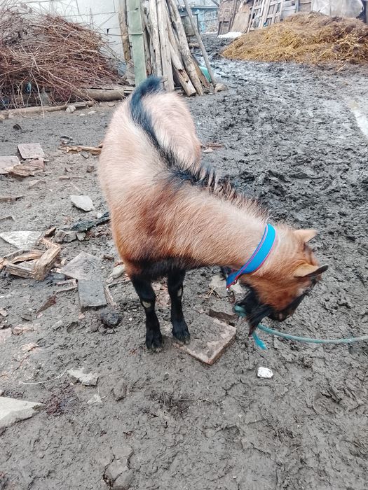 De vânzare Țap Alpin francez original bun de monta