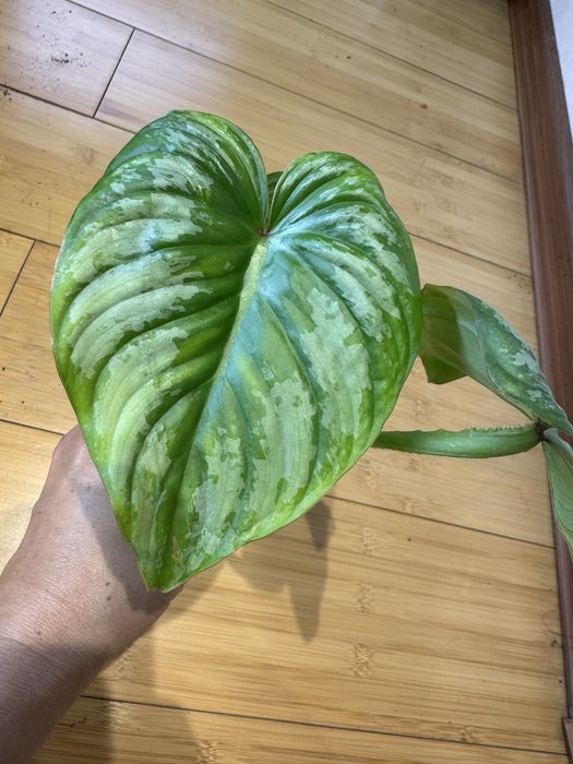 Филодендроны разные сорта