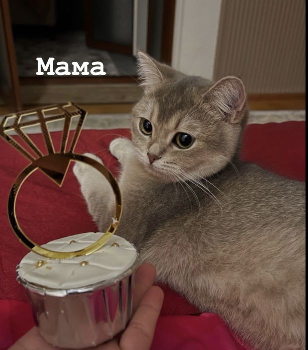 Продается Котята