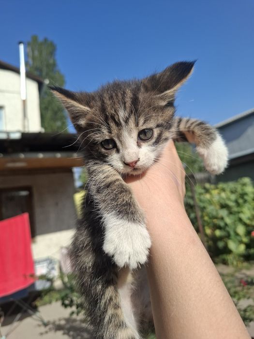 Котята в добрые руки!