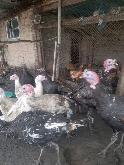 Индук  кәрі емес