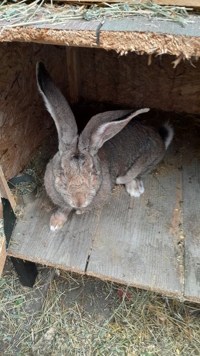 Iepuri de rasa:uriasi german, fluture german, berbec german  și altele