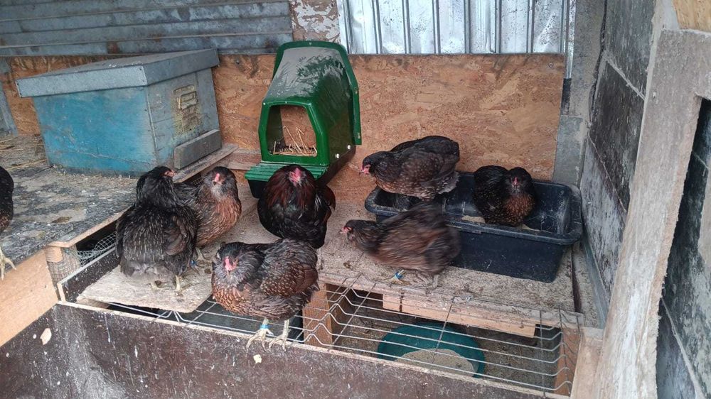 oua ,pui araucana potrnighie si neagra