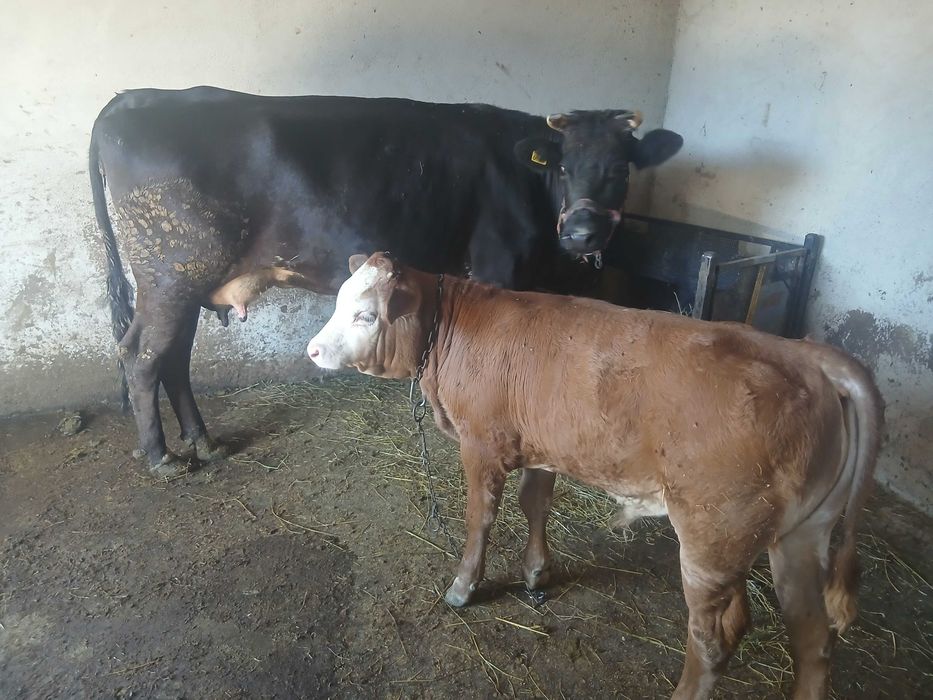 Vaca de lapte cu vitel !