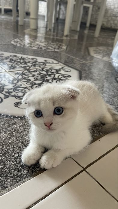 Шотландская вислоухая кошка 25000