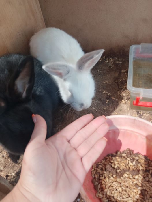 Продам крольчат трёх месячных