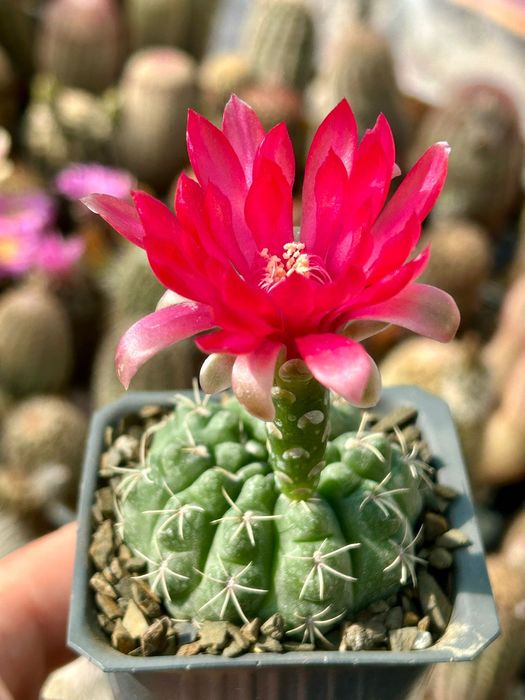 Кактус цъфтящ Gymnocalycium BALDIANUM цъфти в червено-цикалмено