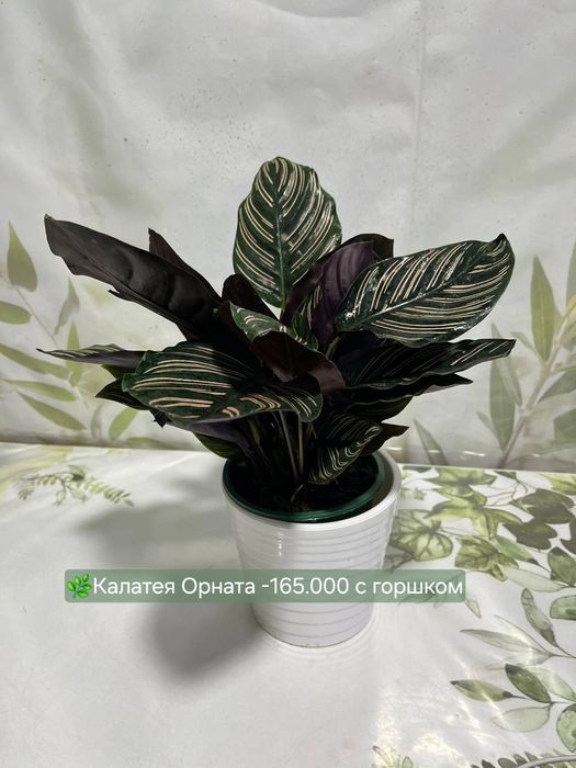 Хойя, Гузмания, Калатея Антуриум и др