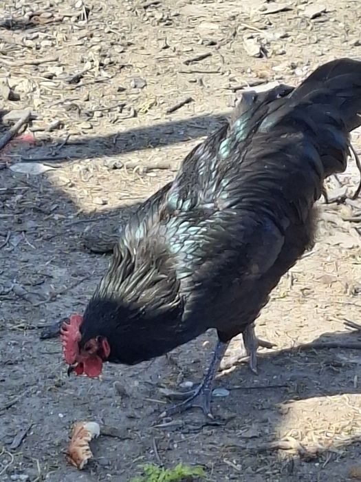 Петли Астралорп и Арауйана