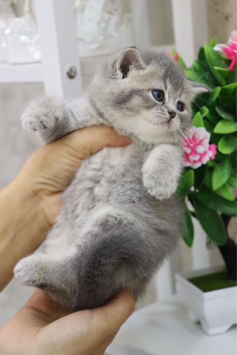 Продаются  британские котята