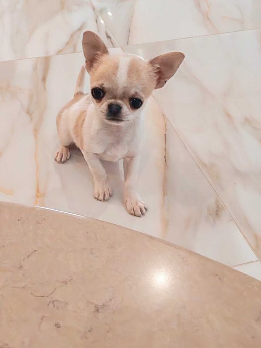 Мини чихуахуа/Чихуахуа