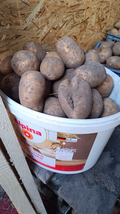 Продам жёлтый картофель. Сорт " ГАЛЛА"