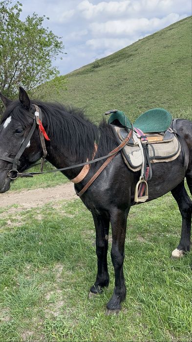 Продам журебчика