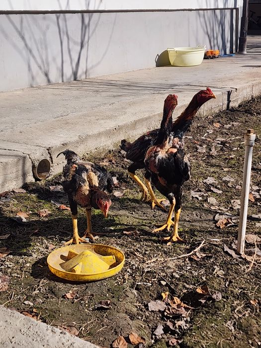 Dakan jojaxorozlar sotiladi