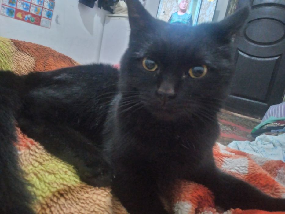 Aqilli mushuk tekinga beriladi.