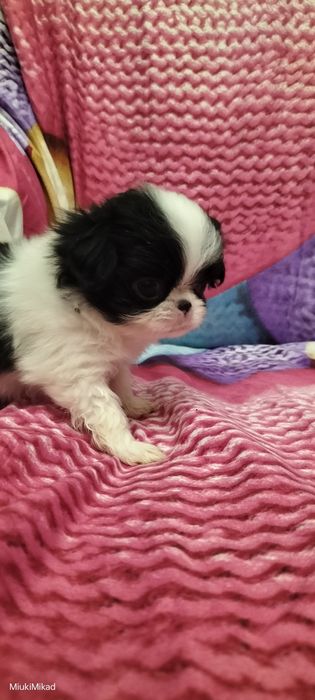 Девочка японского хина.