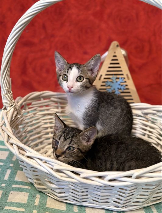 Котята милашки ищут дом