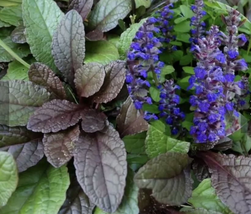 Живучка ( Аюга )