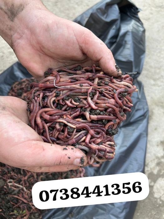 Momeala pescuit rame